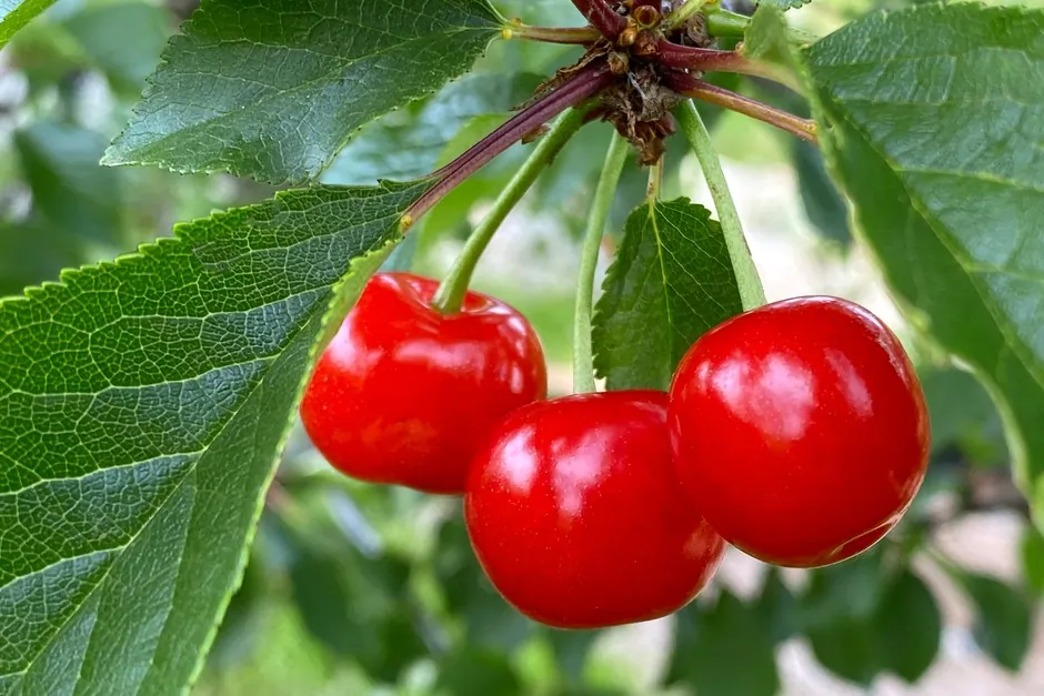 Manfaat dan Kelezatan Buah Cherry yang Menggoda