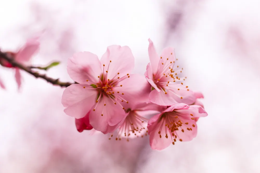 Keindahan Bunga Sakura yang Memikat Hati